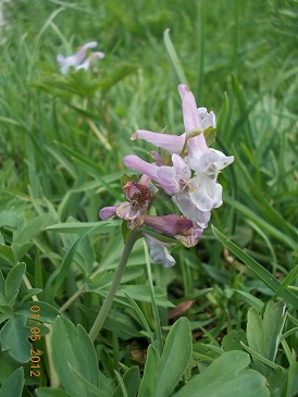 determinare - Corydalis cava